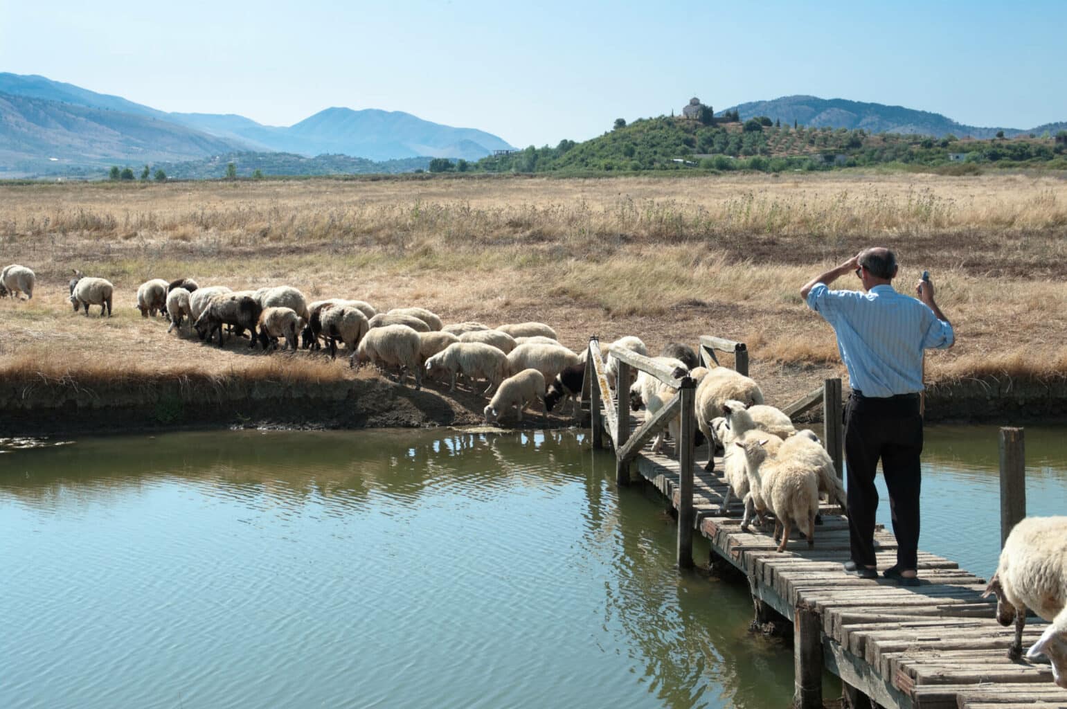 A shepherd is leading his flock on a wooden bridge to pasture. Albania