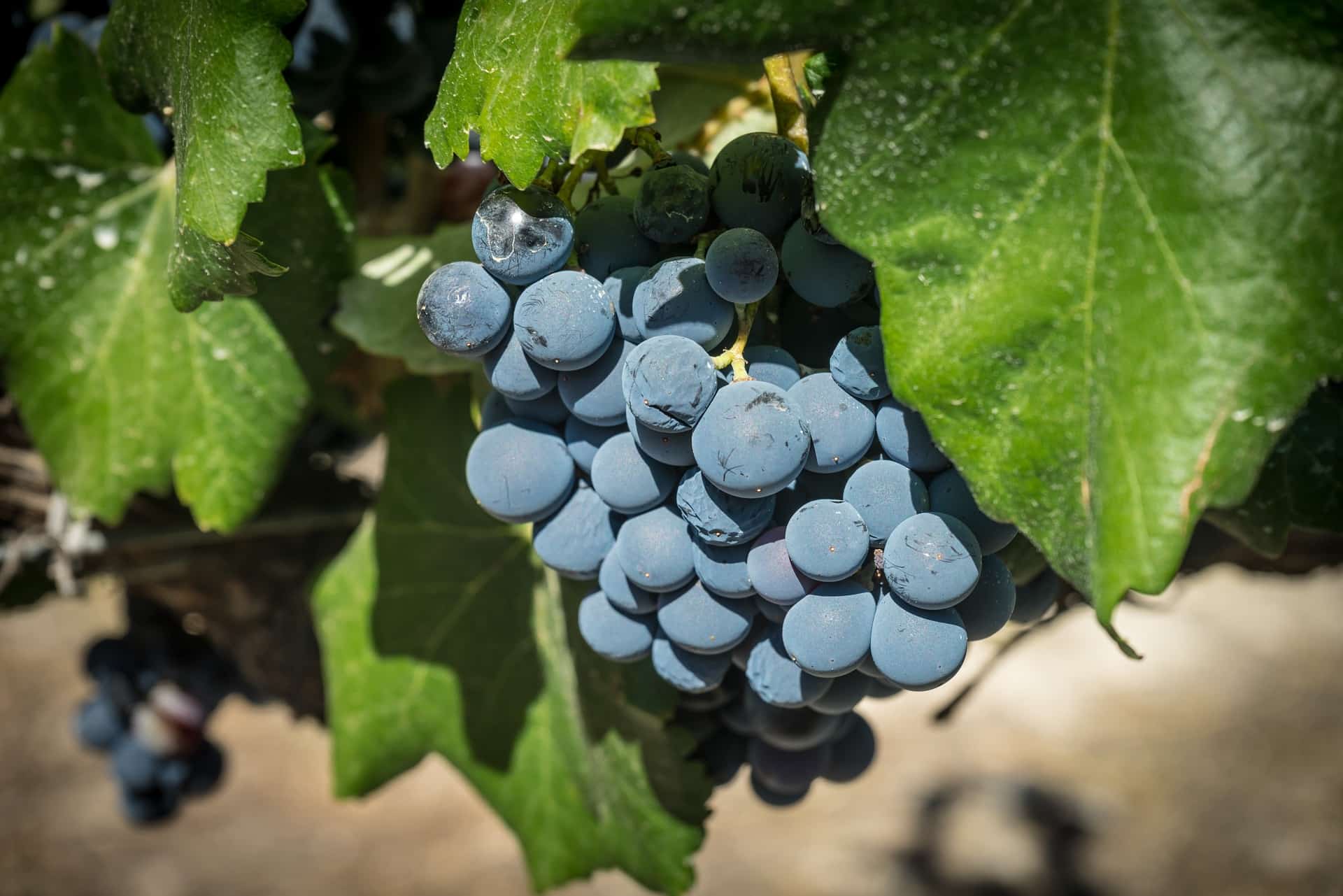 Grape vine, Bordeaux, France