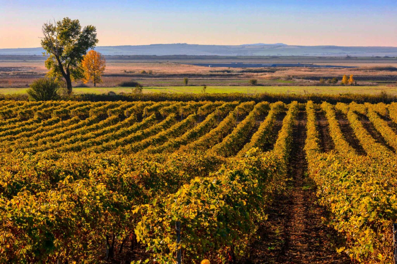 Autumn vineyards landscape, Bulgaria