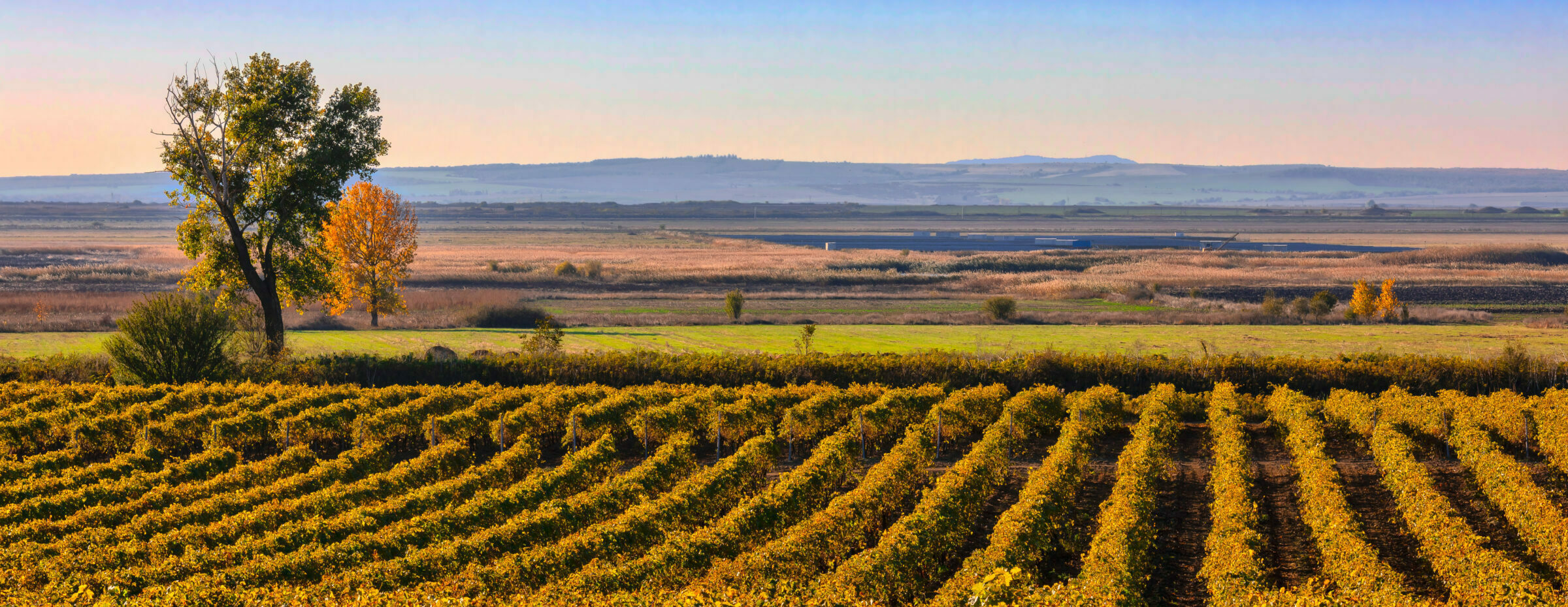 Autumn vineyards landscape, Bulgaria