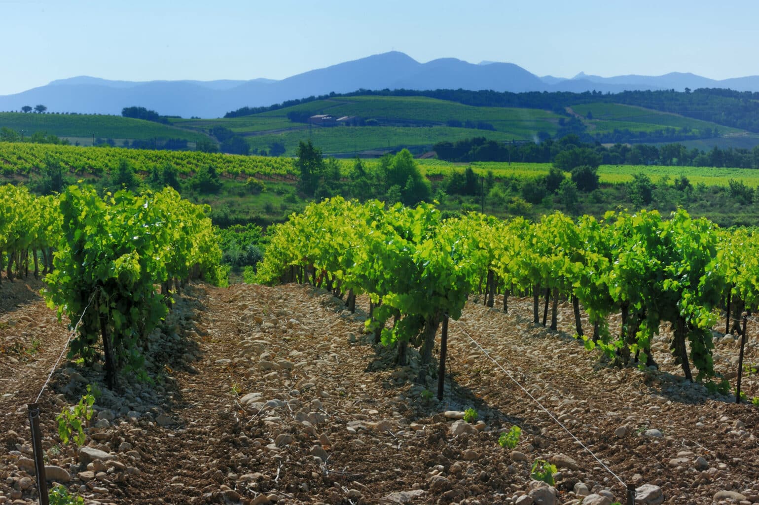 Vineyard in the Ventoux region, France