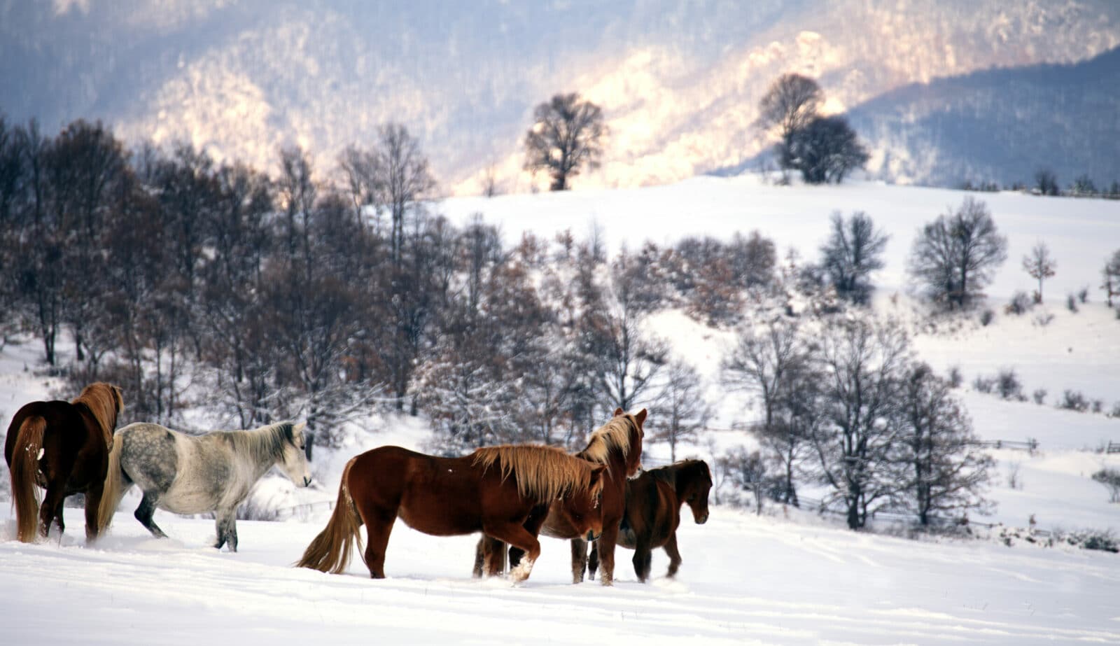 Horseback riding in Bulgaria all-year-round