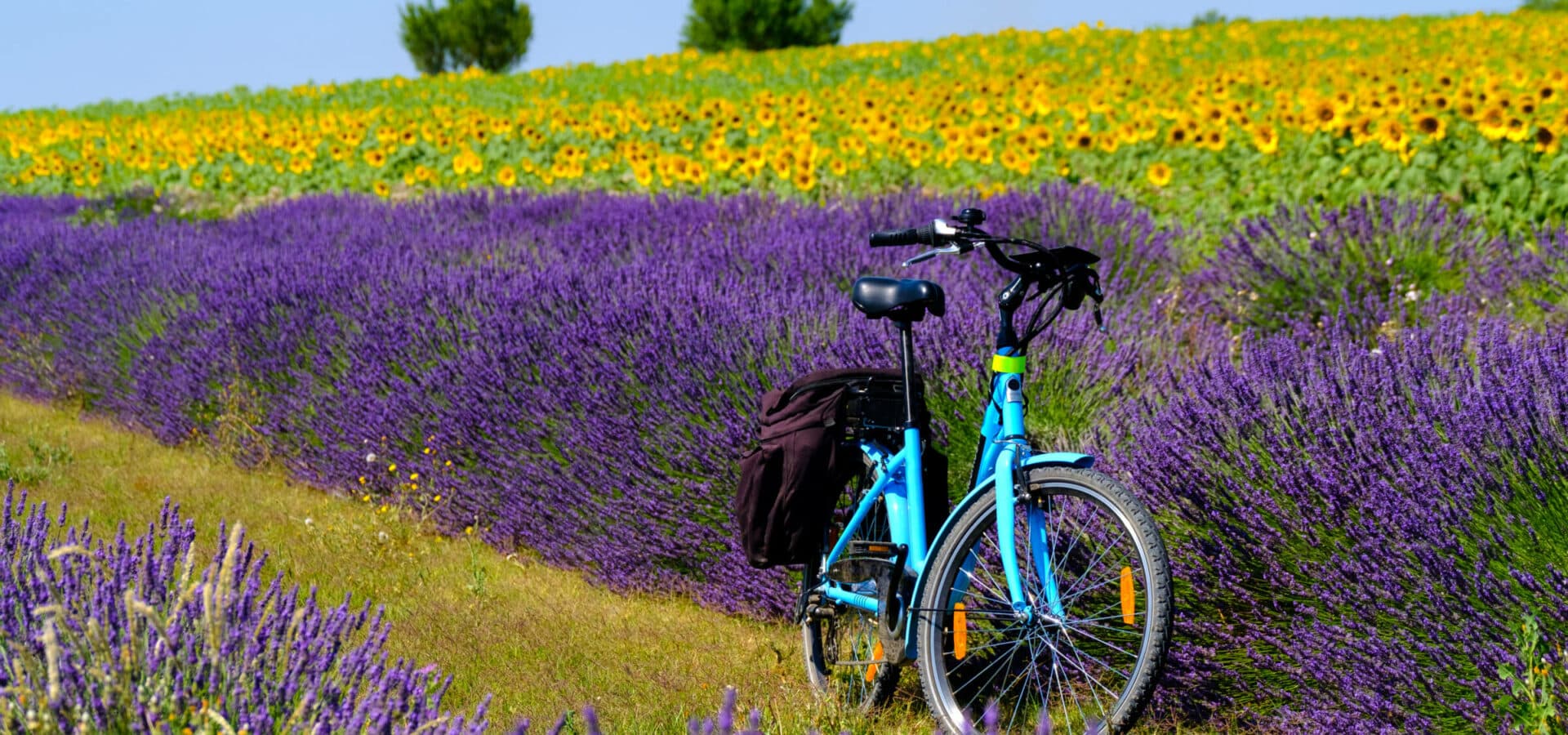 Electric bicycle in the lavender field in Provence