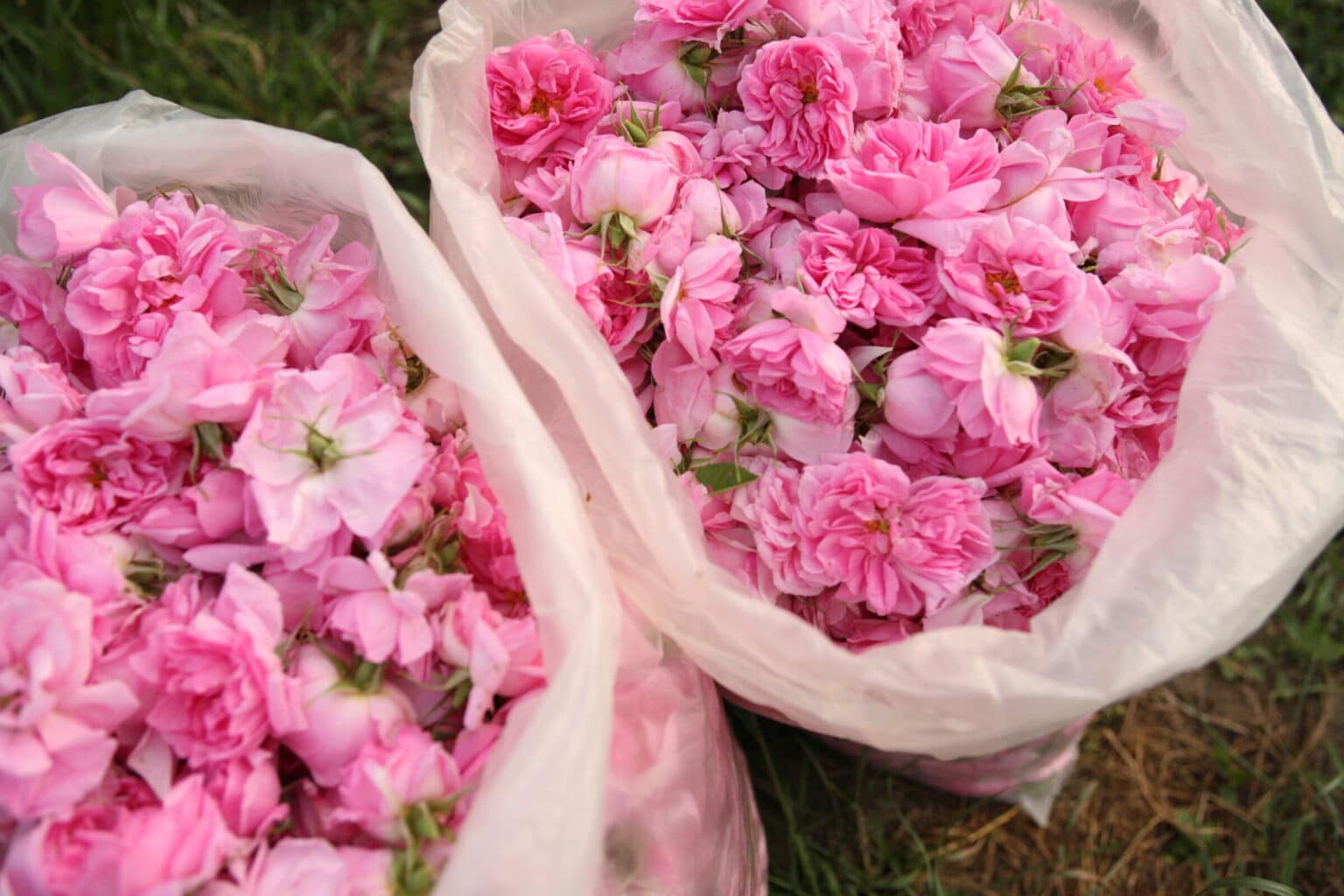 Rose in Bulgaria, rose picking festival, Kazanlak