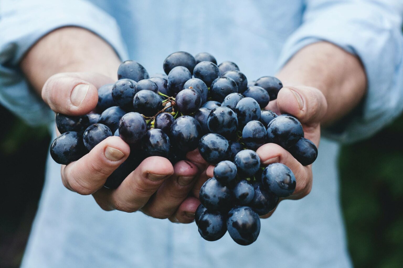 Rich history of Bulgarian winemaking